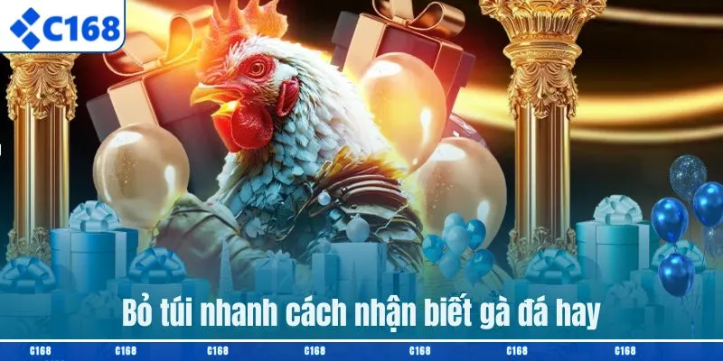 Bỏ túi nhanh cách nhận biết gà đá hay